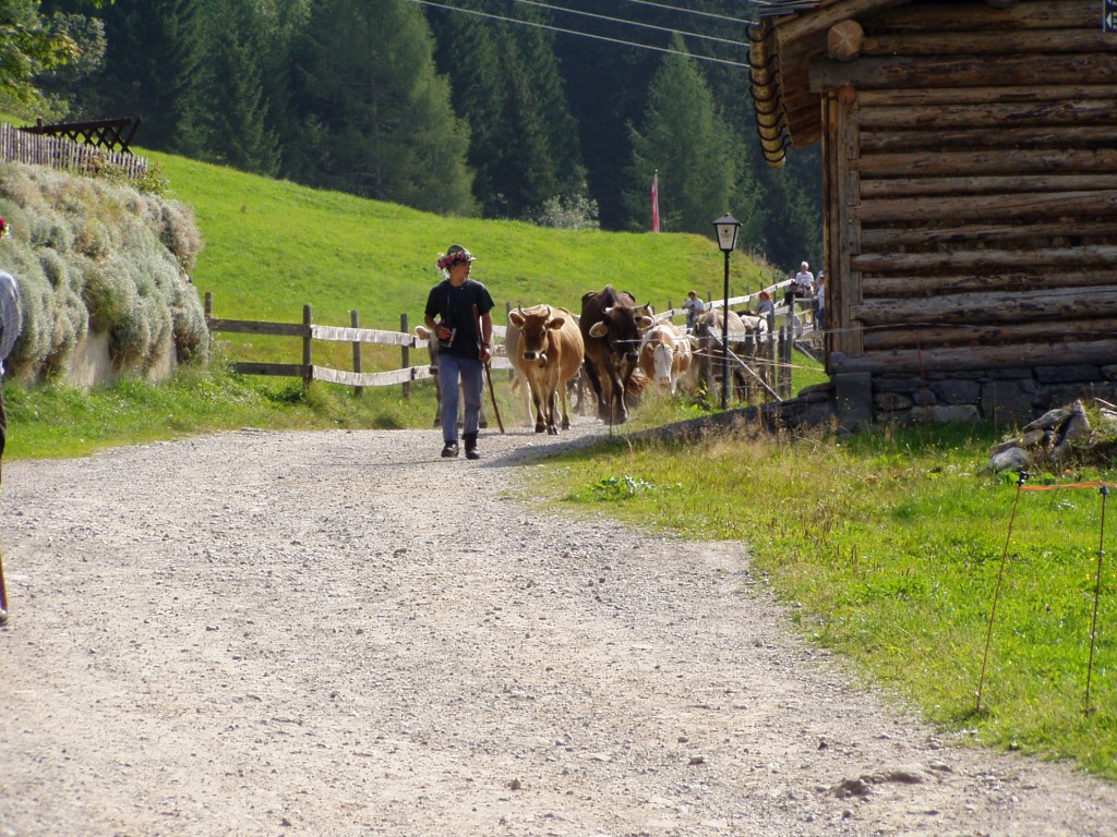 Almabtrieb der Wasserstubenalpe