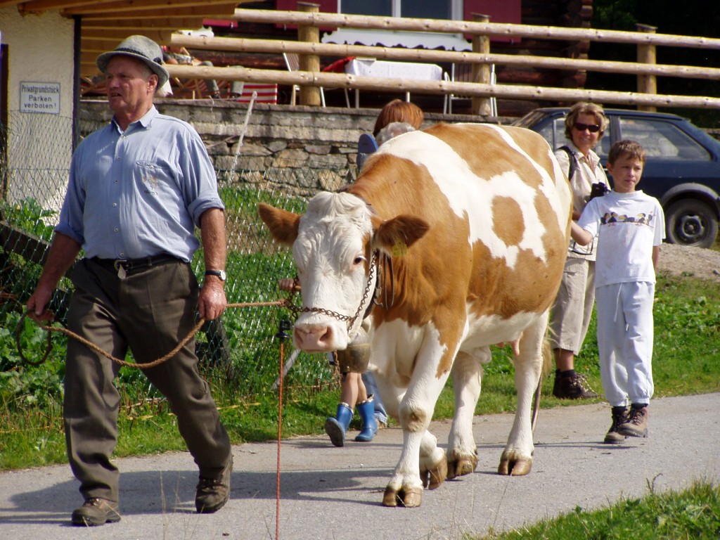 Almabtrieb der Wasserstubenalpe