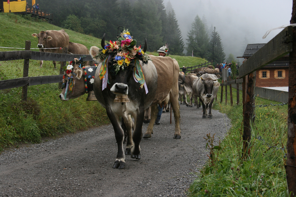 Mehrere Kühe mit prächtigem Kopfschmuck von der Wasserstubenalpe im Silbertal mit Hirte Johannes auf dem Weg zur Teilung beim Panoramagasthof Kristberg.